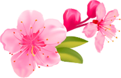Coral Kirschblüte & Pfirsich