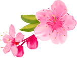 Coral Kirschblüte & Pfirsich