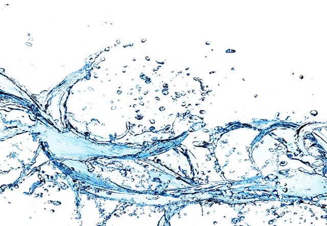 Wasserlilie