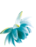 Coral Wasserlilie trifft Limette