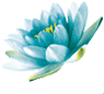 Coral Wasserlilie trifft Limette