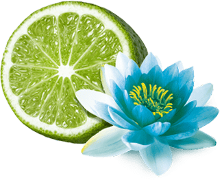 Coral Wasserlilie trifft Limette